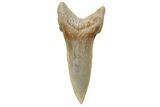 Sand Tiger Shark (Carcharias) Tooth - Dakhla, Morocco #225305-1